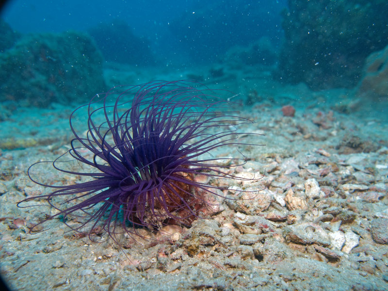 Polyp